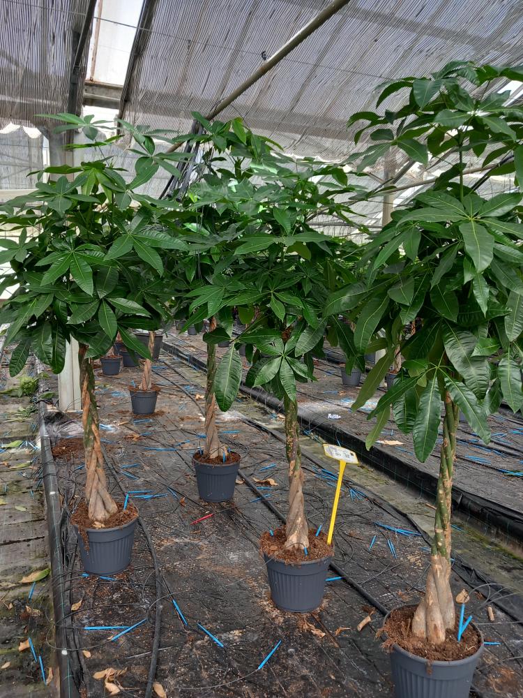 PACHIRA AQUATICA VP30