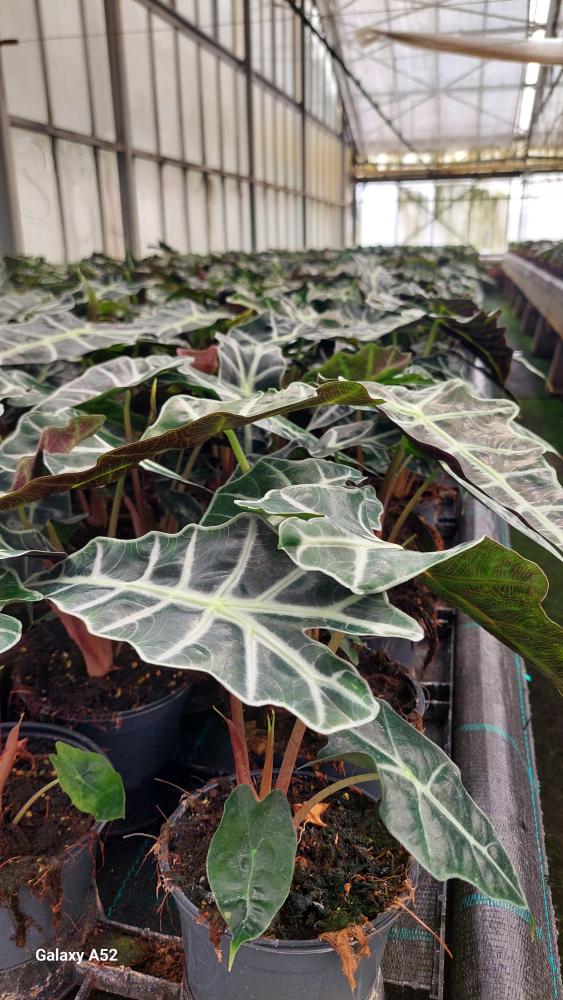 ALOCASIA POLLY VP12