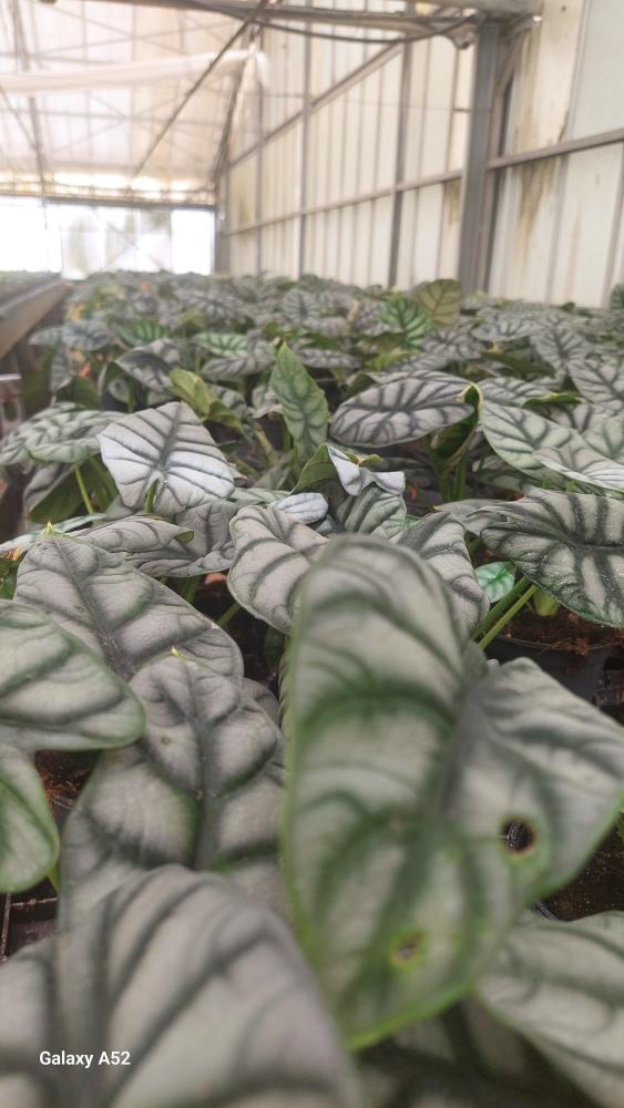 ALOCASIA S. DRAGON VP12