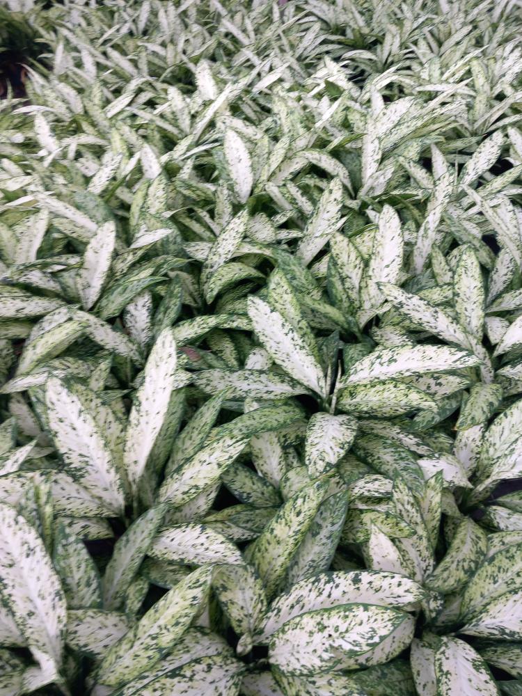 DIEFF. VESUVIO 3P VP17