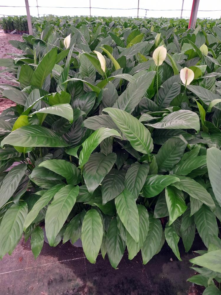 SPATHIPHYLLUM MARTINA VP17