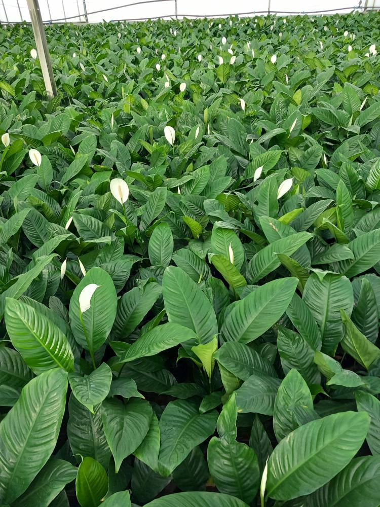 SPATHIPHYLLUM MARTINA VP17