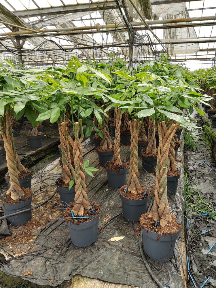 PACHIRA AQUATICA VP27