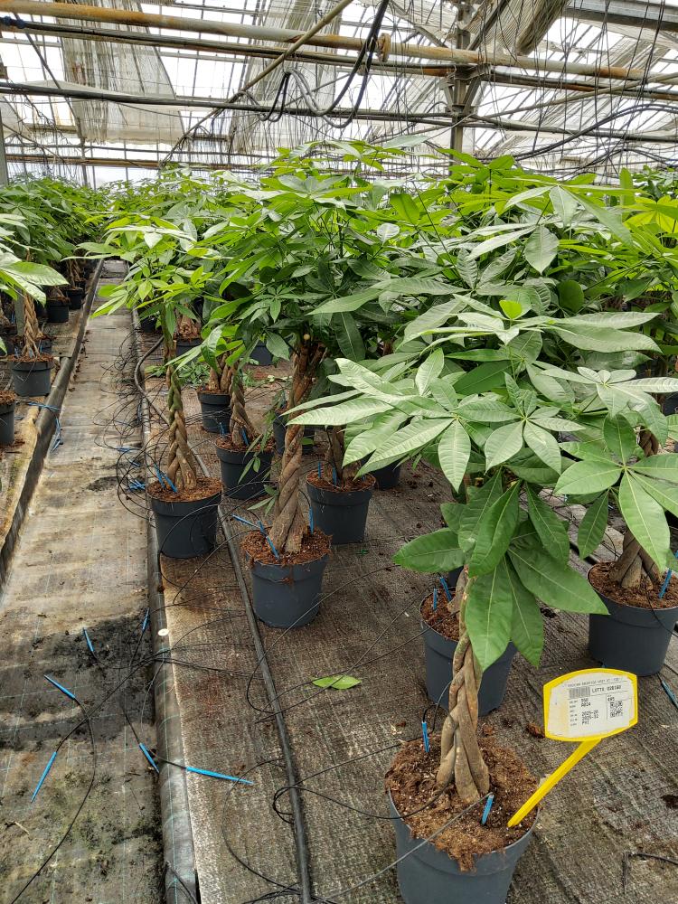 PACHIRA AQUATICA VP27