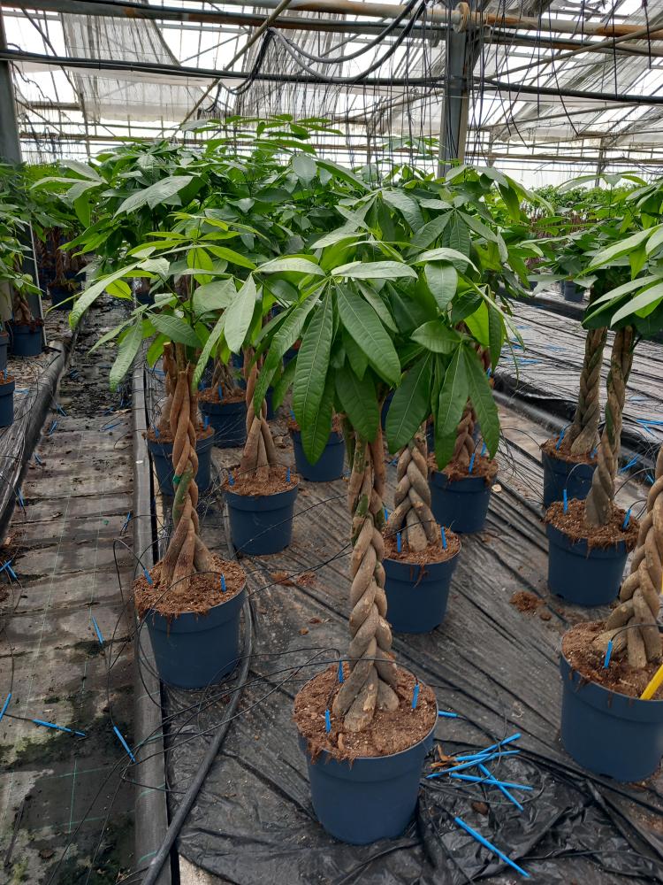 PACHIRA AQUATICA VP27