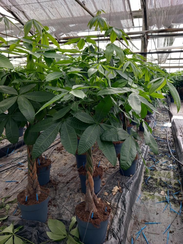 PACHIRA AQUATICA VP27