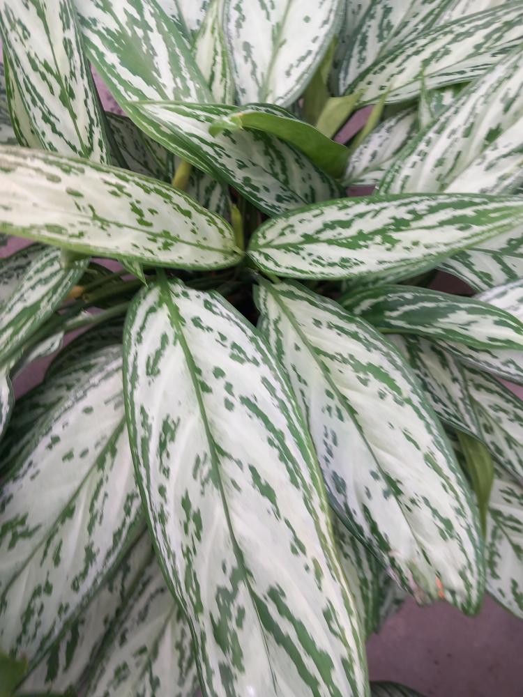 AGLAONEMA S. QUEEN 3P VP17