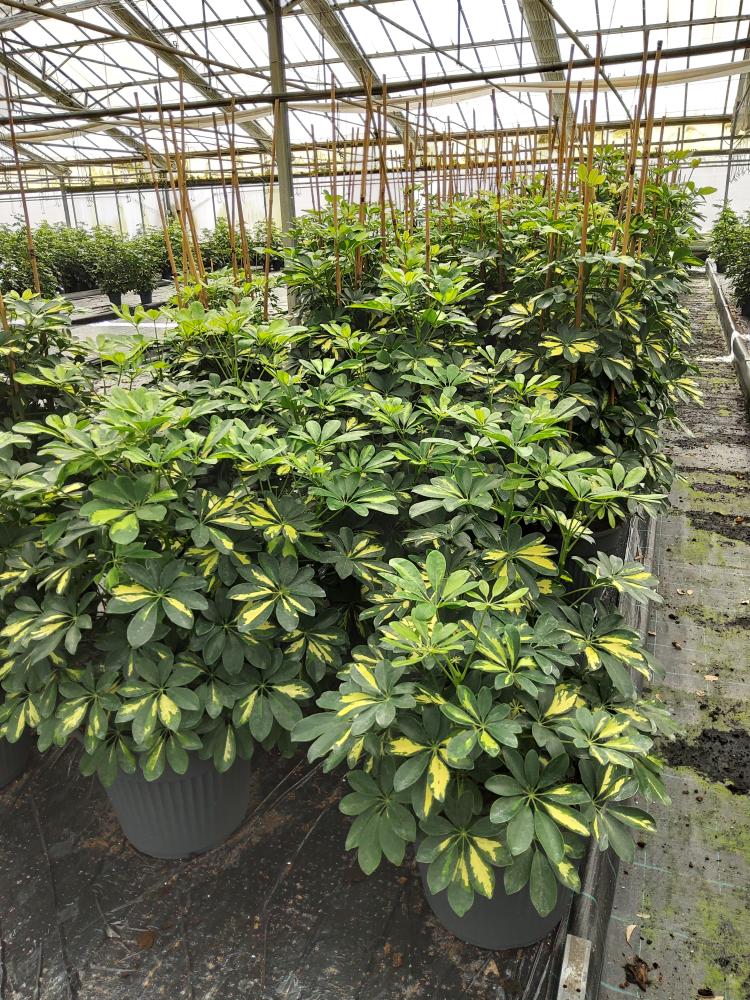 SCHEFFLERA GOLD CAPELLA VP35
