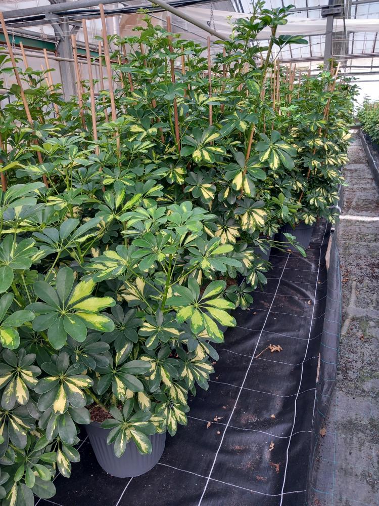 SCHEFFLERA GOLD CAPELLA VP35
