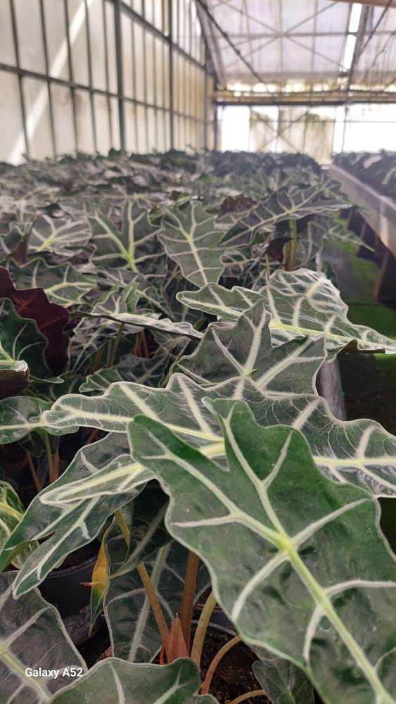 ALOCASIA POLLY VP12