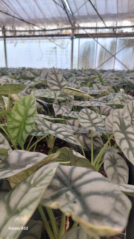 ALOCASIA S. DRAGON VP12