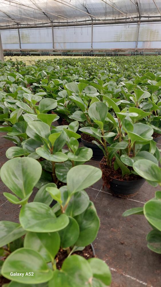 PEPEROMIA EMILY CP17