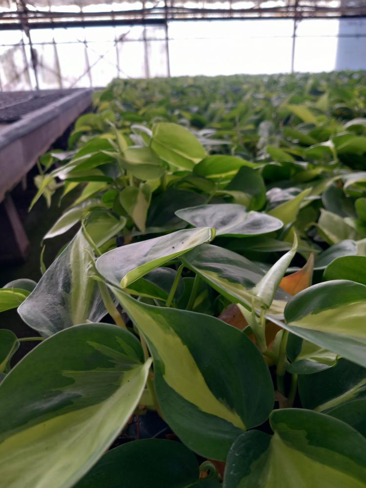 PHILODENDRON BRASIL VP12