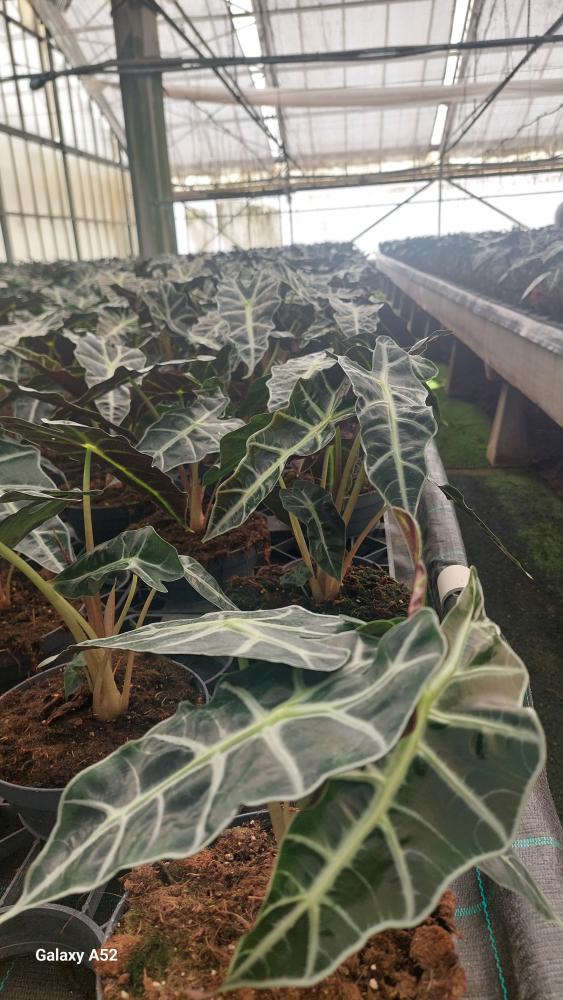 ALOCASIA A. POLLY CP17