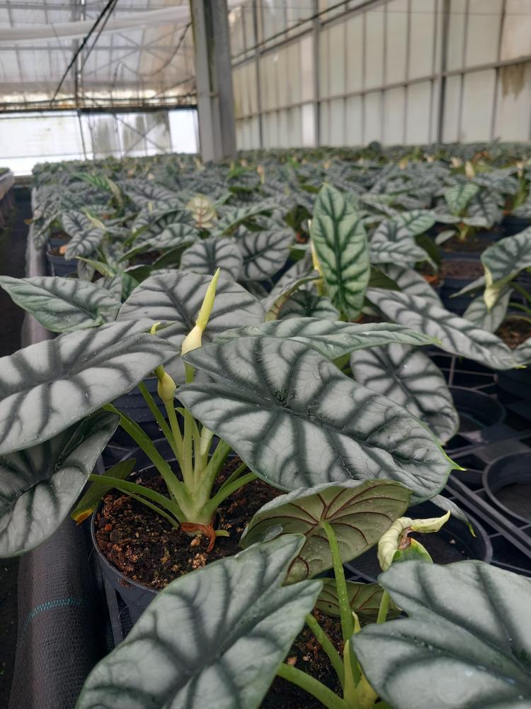 ALOCASIA S. DRAGON CP17