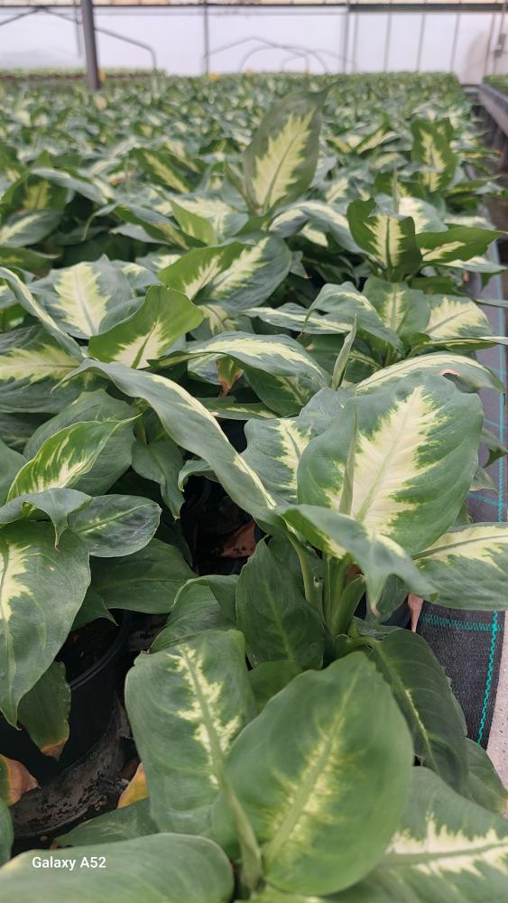 DIEFF. CAMILLA 1P VP12