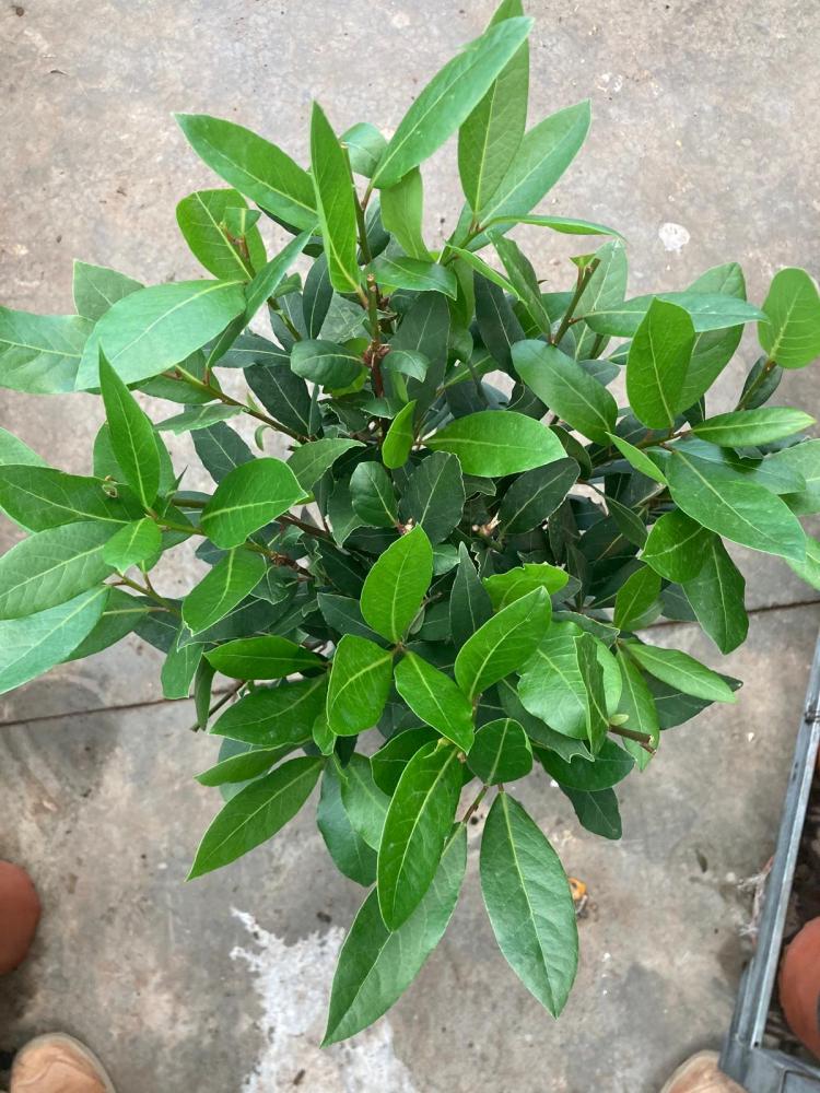 LAURUS NOBILIS ALBERO VP19 H90