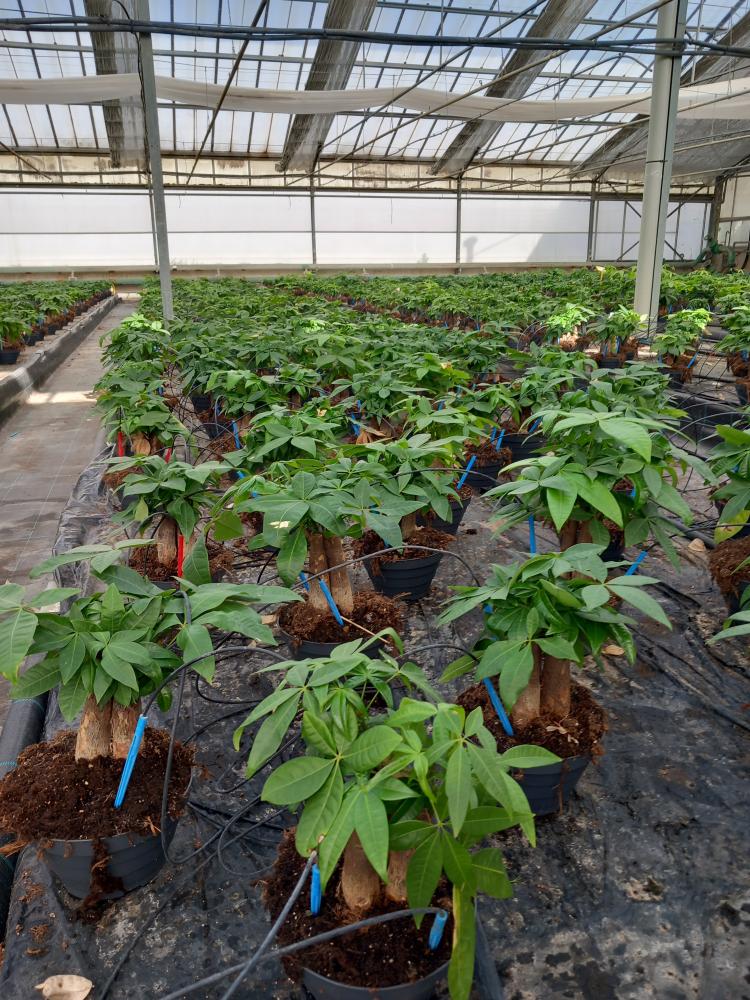 PACHIRA BONSAI 3PP CP17