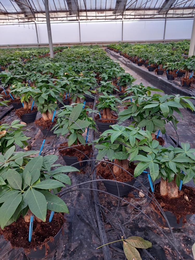 PACHIRA BONSAI 3PP CP17