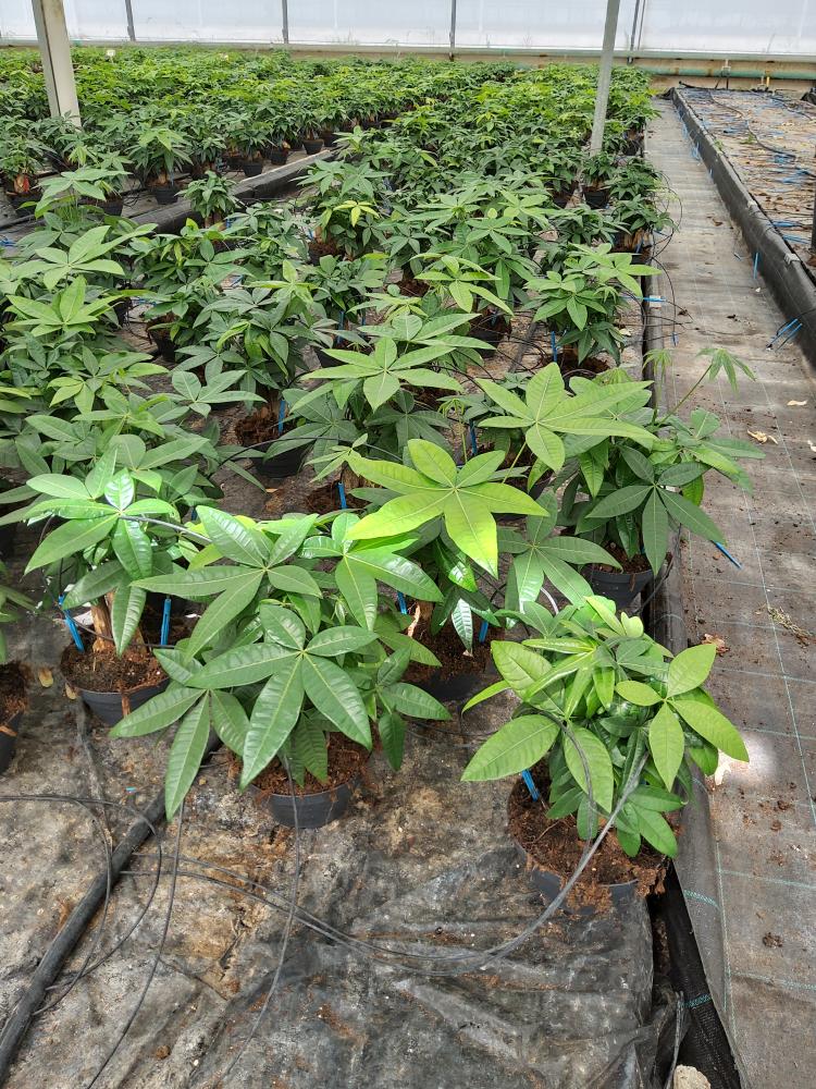 PACHIRA BONSAI 3PP CP17