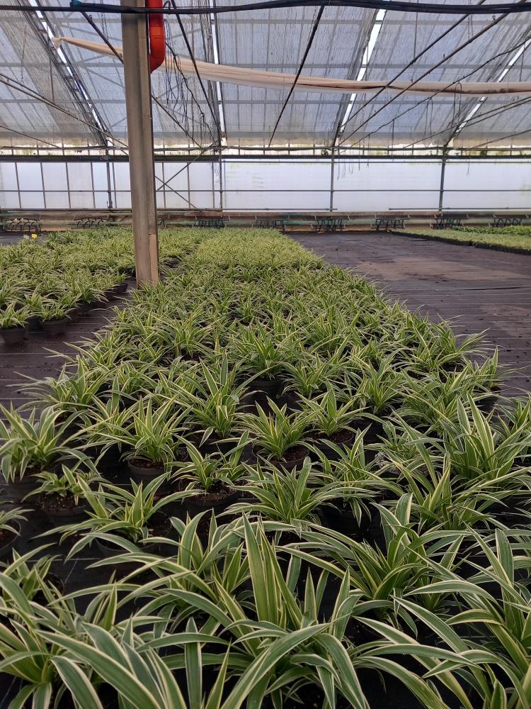 CHLOROPHYTUM VAR. CP17