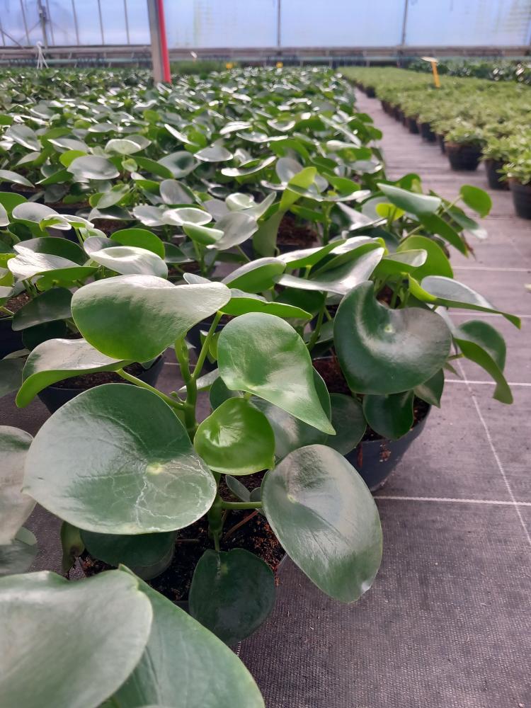 PEPEROMIA RAINDROP CP17