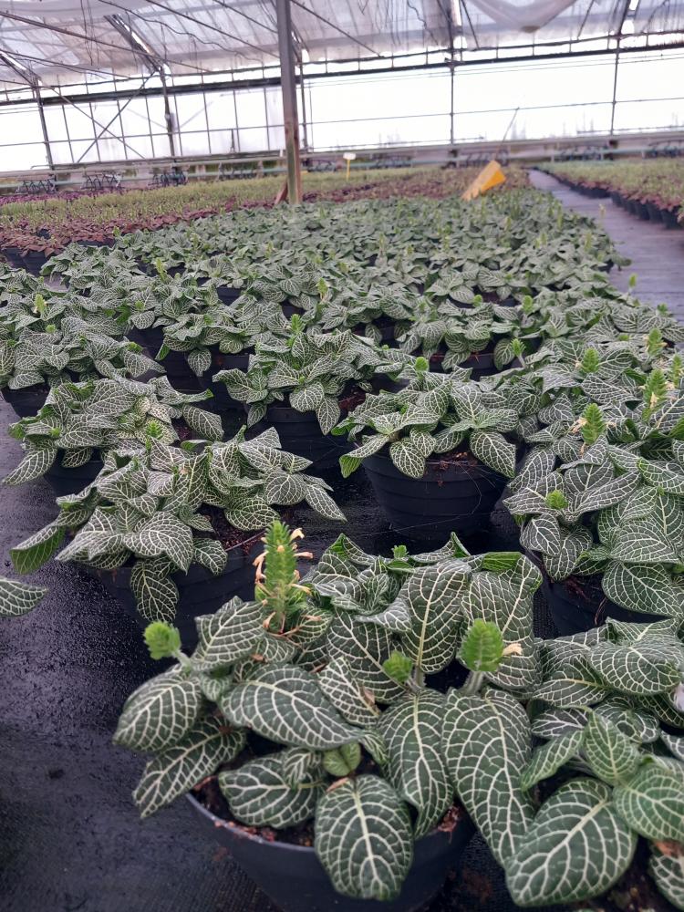 FITTONIA MIX CP17