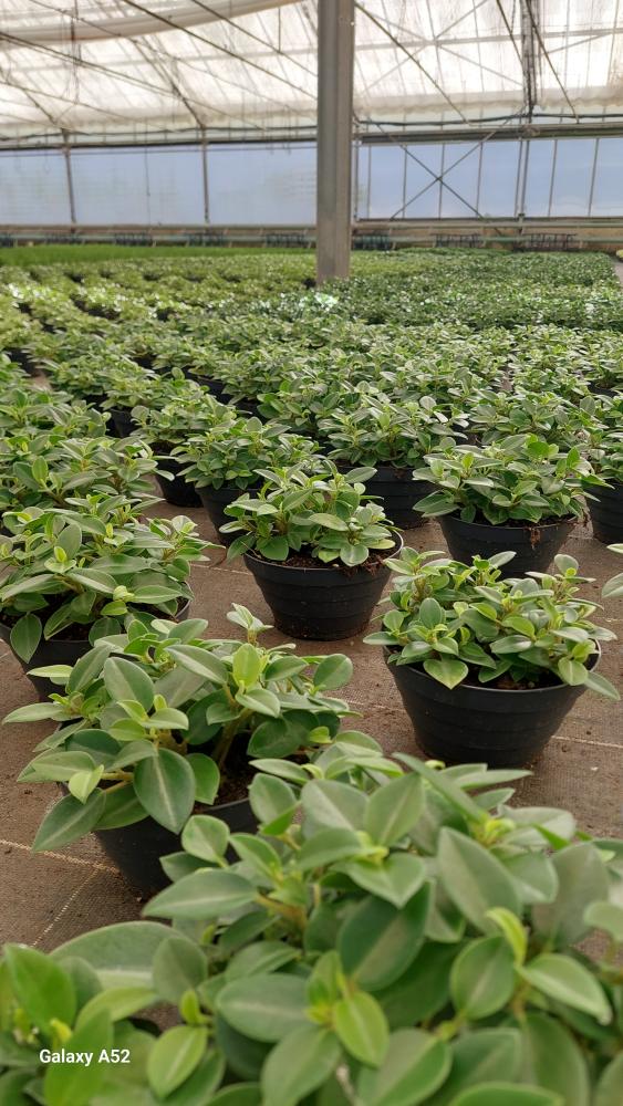 PEPEROMIA PIXIE MIX CP17