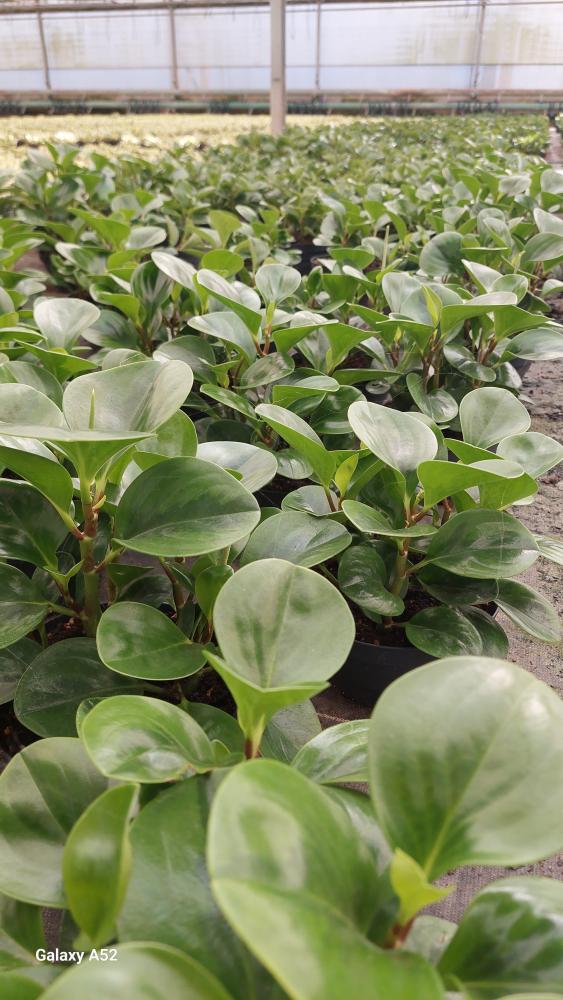 PEPEROMIA EMILY CP17