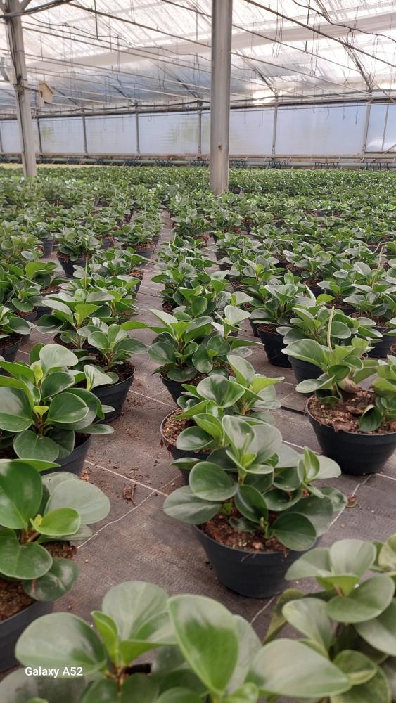 PEPEROMIA OBT. GREEN CP17