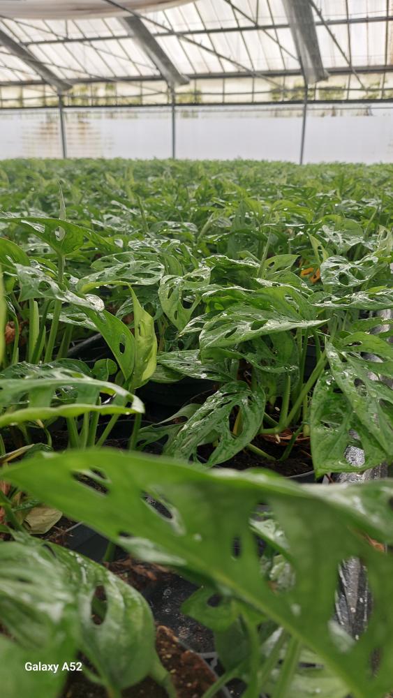 MONSTERA ADANSONII CP17