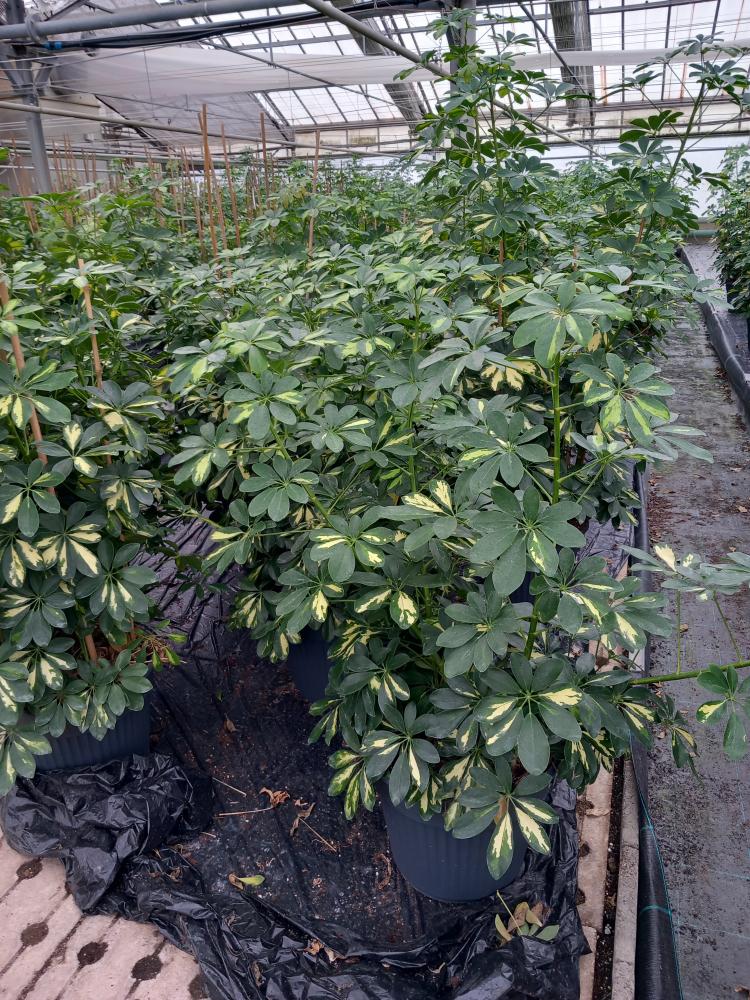 SCHEFFLERA GOLD CAPELLA VP35