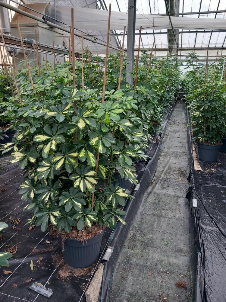 SCHEFFLERA GOLD CAPELLA VP35