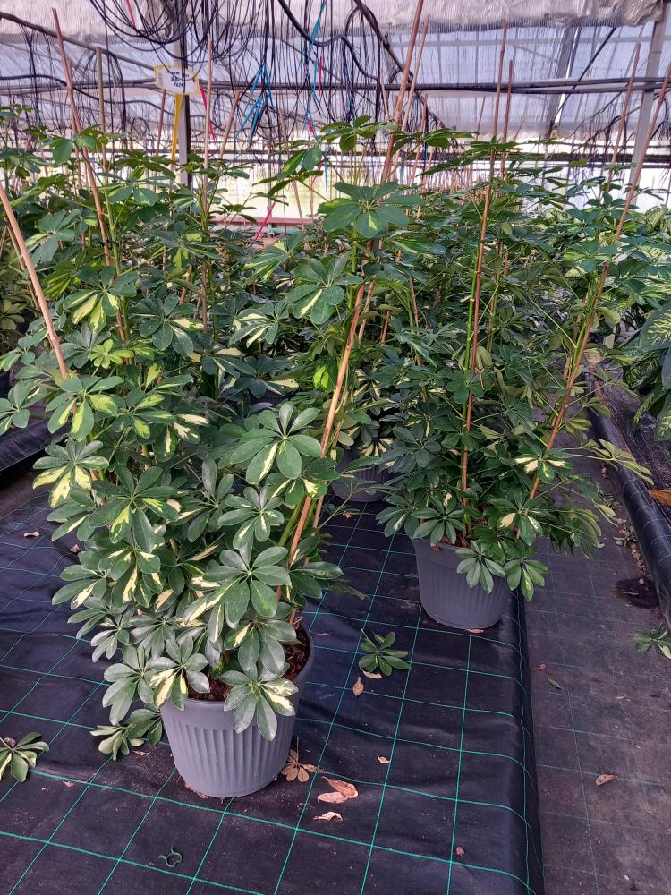 SCHEFFLERA GOLD CAPELLA VP35