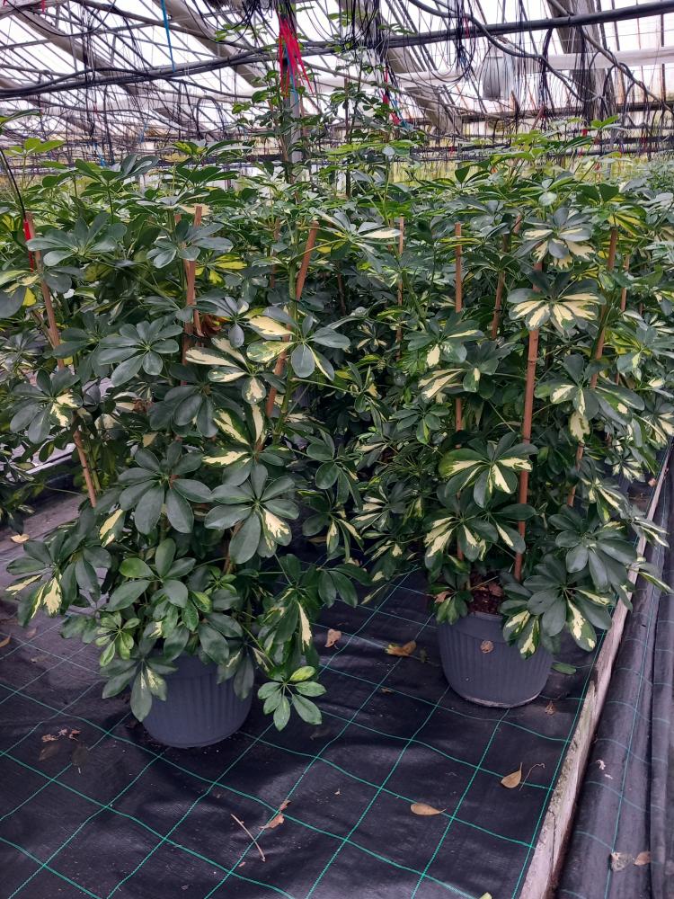 SCHEFFLERA GOLD CAPELLA VP35