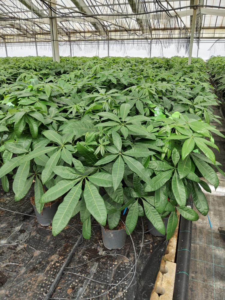 PACHIRA AQUATICA VP17