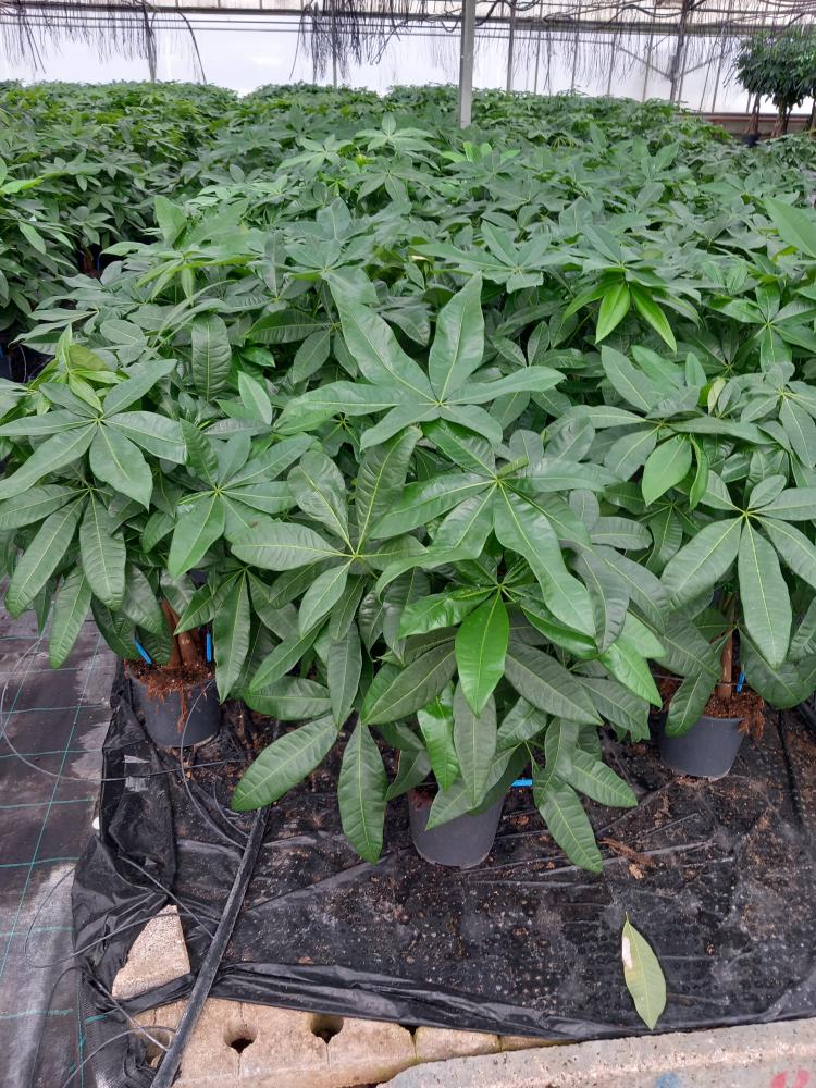 PACHIRA AQUATICA VP17