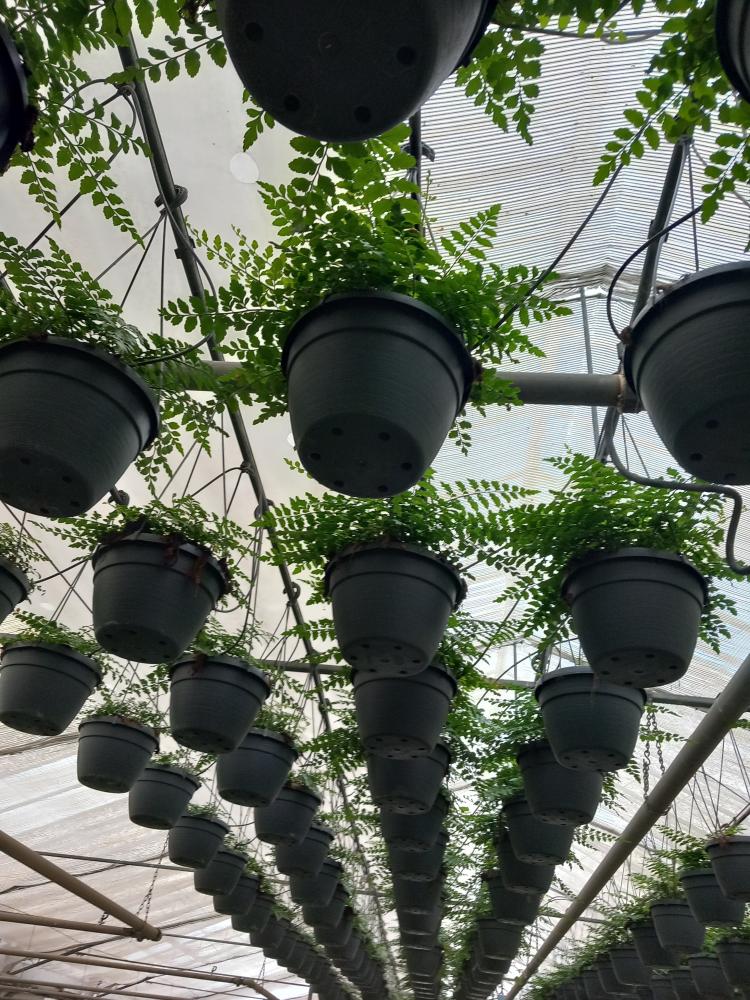 ASPLENIUM PARVATI BASKET BK20