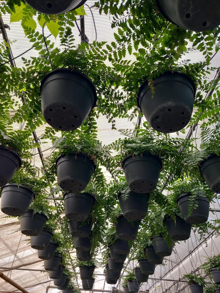 ASPLENIUM PARVATI BASKET BK20