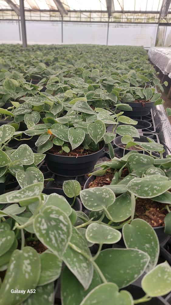 SCINDAPSUS PICTUM S. ANN CP17
