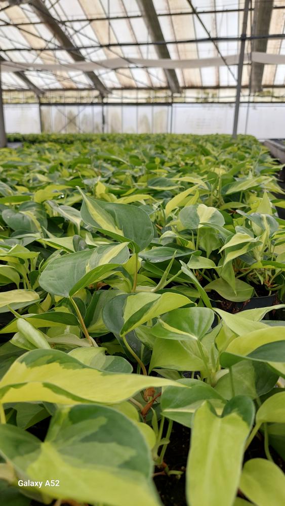 PHILODENDRON BRASIL CP17