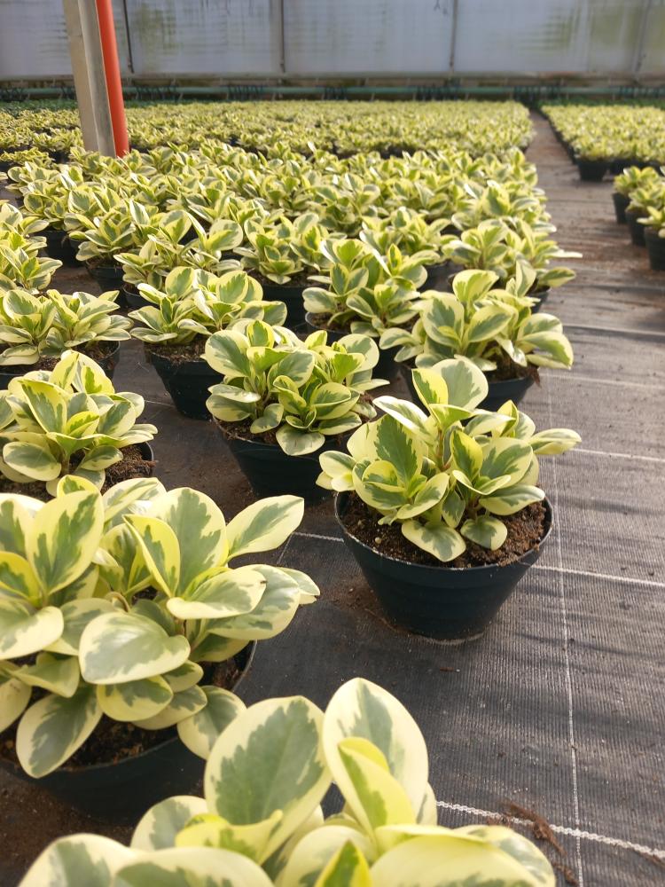 PEPEROMIA OBT. G. GATE CP17