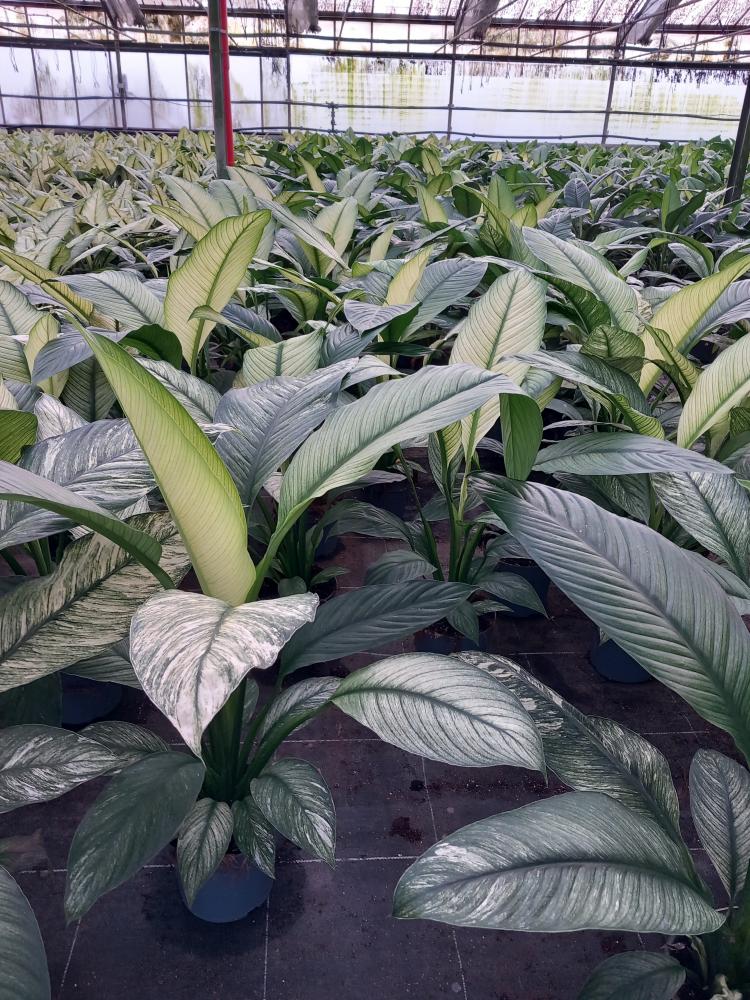 SPATHIPHYLLUM SENSATION VARIEGATO VP17