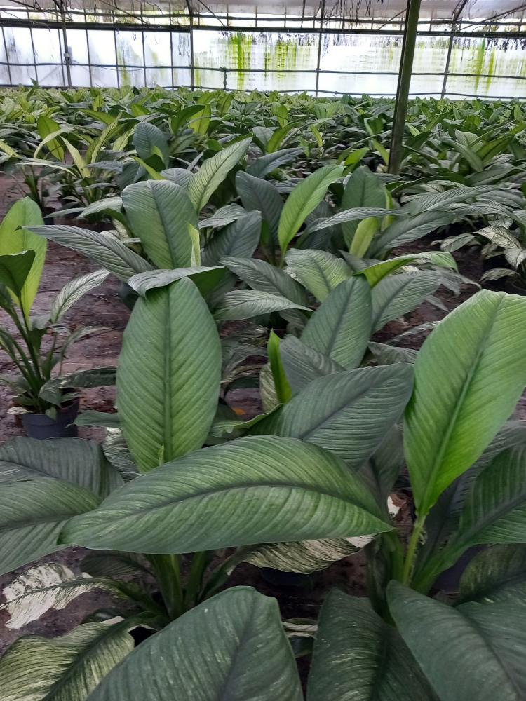 SPATHIPHYLLUM SENSATION VARIEGATO VP17