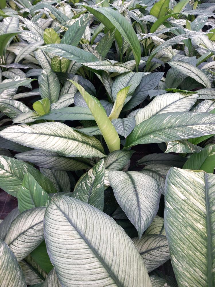 SPATHIPHYLLUM SENSATION VARIEGATO VP17