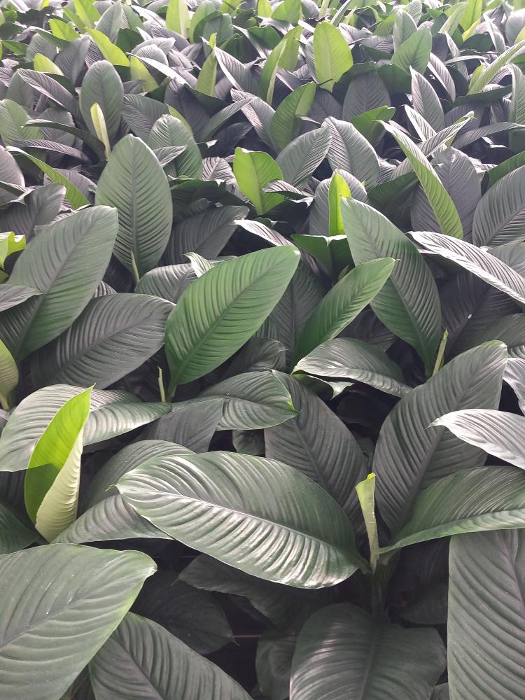 SPATHIPHYLLUM SENSATION VP21