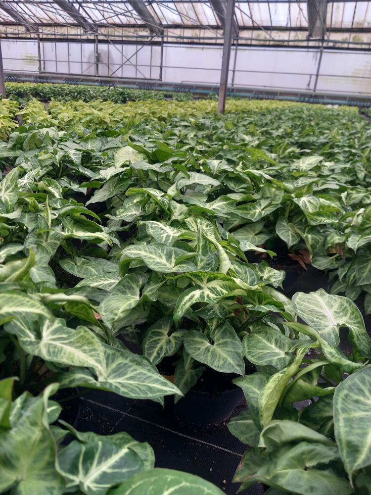 SYNGONIUM ARROW CP17