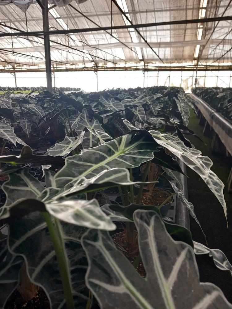 ALOCASIA A. POLLY CP17