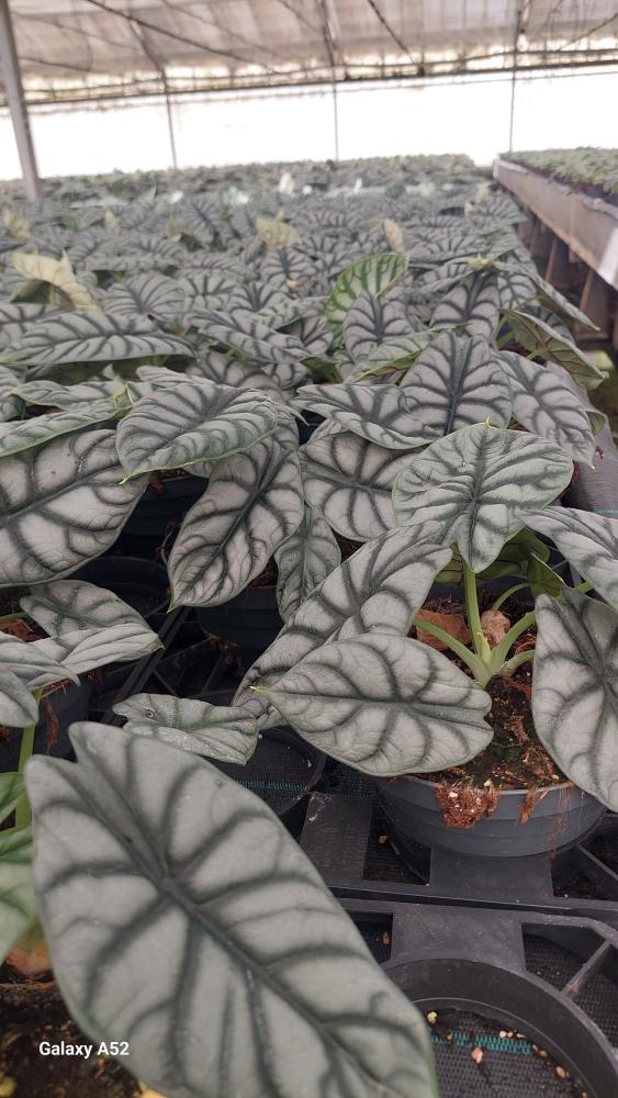 ALOCASIA S. DRAGON CP17
