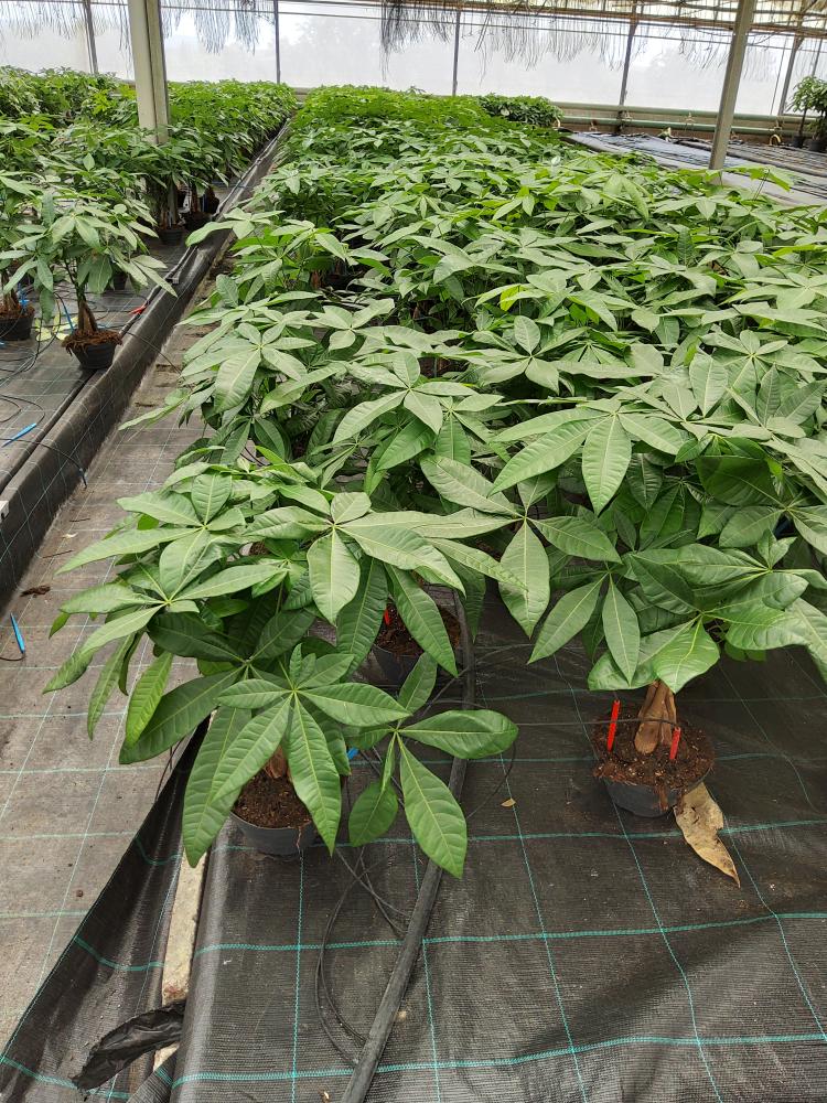 PACHIRA AQUATICA CP17